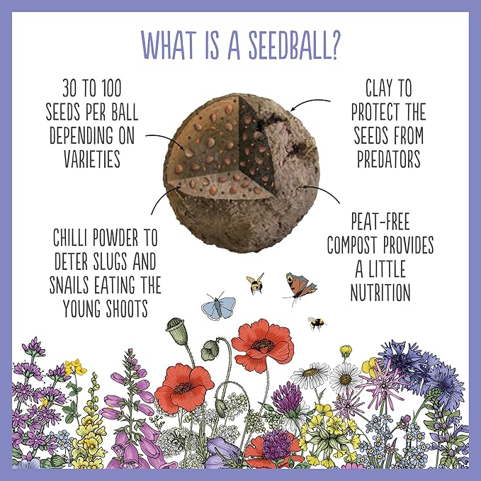 Seedboms - Wildflower Seed Boxes (6 Ball)